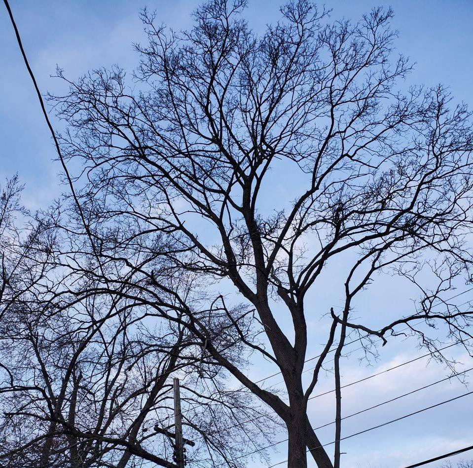 Tree in Early Spring